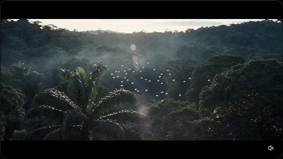 A forest canopy and birds in a sampled shot from The Offsite